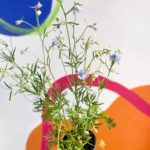 Siberian Larkspur - Delphinium grandiflorum - Sprouts of Bristol