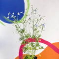 Siberian Larkspur - Delphinium grandiflorum - Sprouts of Bristol