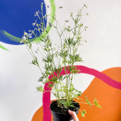 Siberian Larkspur - Delphinium grandiflorum - Sprouts of Bristol