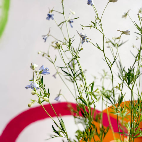 Siberian Larkspur - Delphinium grandiflorum - Sprouts of Bristol