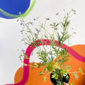 Siberian Larkspur - Delphinium grandiflorum - Sprouts of Bristol