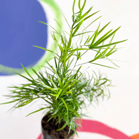 Sicklethorn Fern - Asparagus falcatus - Sprouts of Bristol