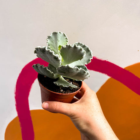 Silver Crown Plant - Cotyledon undulata - Sprouts of Bristol