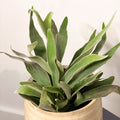 Silver Elkhorn Fern - Platycerium veitchii - Sprouts of Bristol