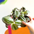 Silver Inch Plant - Tradescantia zebrina - British Grown - Sprouts of Bristol