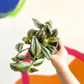 Silver Inch Plant - Tradescantia zebrina - British Grown - Sprouts of Bristol
