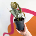 Silver Leaf Philodendron - Philodendron brandtianum - Sprouts of Bristol