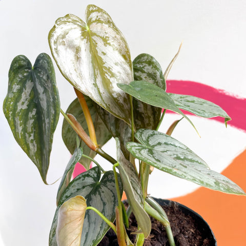 Silver Leaf Philodendron - Philodendron brandtianum - Sprouts of Bristol