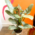 Silver Sword Philodendron - Philodendron hastatum - British Grown - Sprouts of Bristol