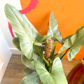 Silver Sword Philodendron - Philodendron hastatum - British Grown - Sprouts of Bristol