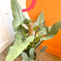 Silver Sword Philodendron - Philodendron hastatum - British Grown - Sprouts of Bristol