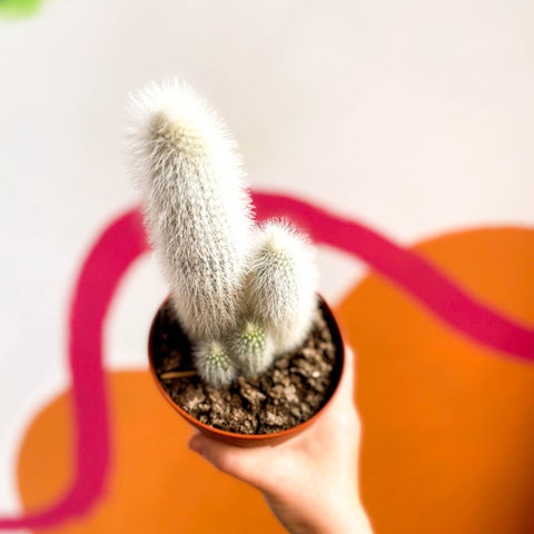 Silver Torch Cactus - Cleistocactus strausii - Sprouts of Bristol