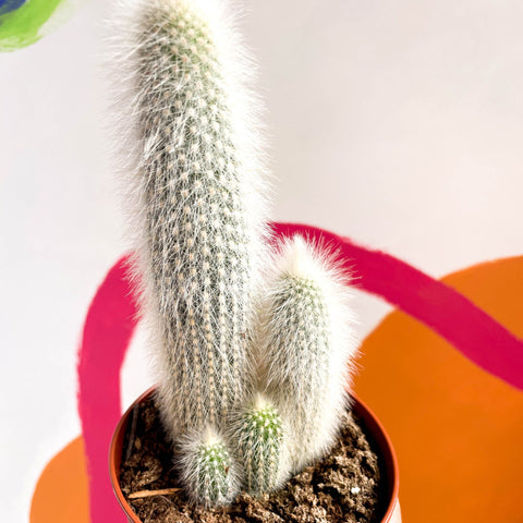 Silver Torch Cactus - Cleistocactus strausii - Sprouts of Bristol