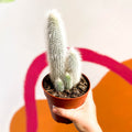 Silver Torch Cactus - Cleistocactus strausii - Sprouts of Bristol