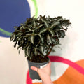Silver Tree Plant - Pilea spruceana - Sprouts of Bristol