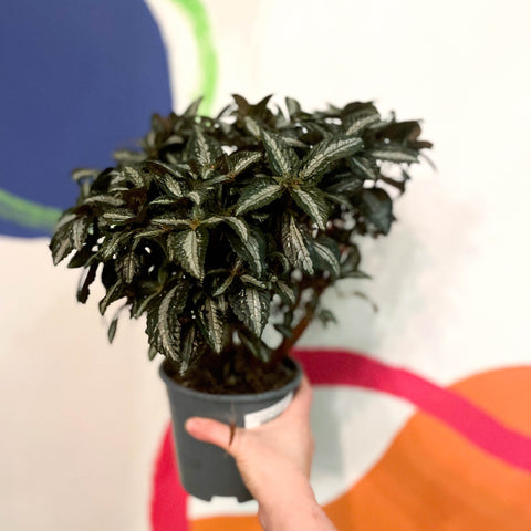 Silver Tree Plant - Pilea spruceana - Sprouts of Bristol