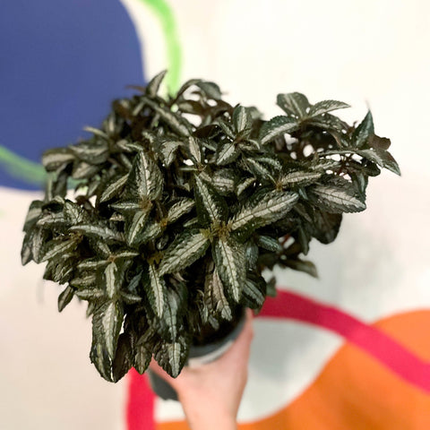 Silver Tree Plant - Pilea spruceana - Sprouts of Bristol