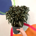 Silver Tree Plant - Pilea spruceana - Sprouts of Bristol