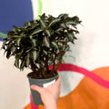 Silver Tree Plant - Pilea spruceana - Sprouts of Bristol