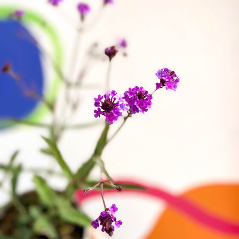 Slender Vervain - Verbena rigida - Cotswold Grown Perennial - Sprouts of Bristol