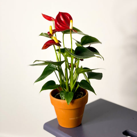 Small Flamingo Flower - Anthurium - Sprouts of Bristol