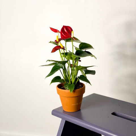 Small Flamingo Flower - Anthurium - Sprouts of Bristol