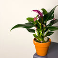 Small Flamingo Flower - Anthurium - Sprouts of Bristol