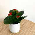 Small Red Flaming Katy - Kalanchoe rosalina - Sprouts of Bristol