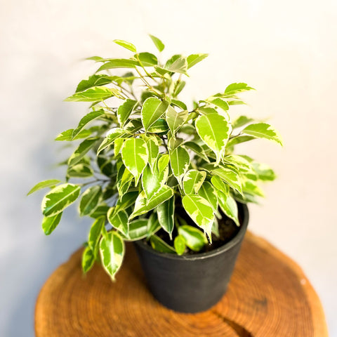 Small Variegated Weeping Fig - Ficus benjamina 'Variegata' - Sprouts of Bristol