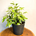 Small Variegated Weeping Fig - Ficus benjamina 'Variegata' - Sprouts of Bristol