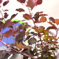 Smoke Bush - Cotinus coggygria 'Dusky Maiden' - Cotswold Grown Perennial - Sprouts of Bristol