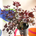 Smoke Bush - Cotinus coggygria 'Dusky Maiden' - Cotswold Grown Perennial - Sprouts of Bristol