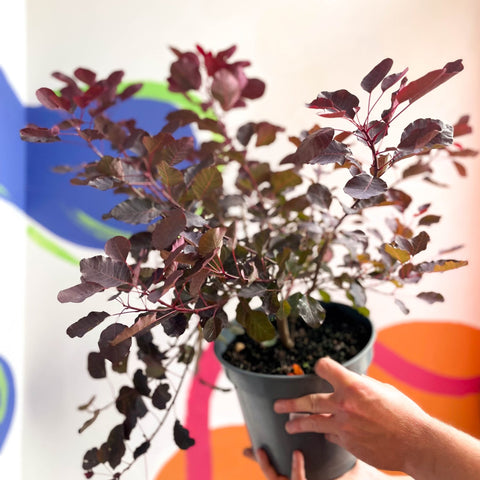 Smoke Bush - Cotinus coggygria 'Dusky Maiden' - Cotswold Grown Perennial - Sprouts of Bristol