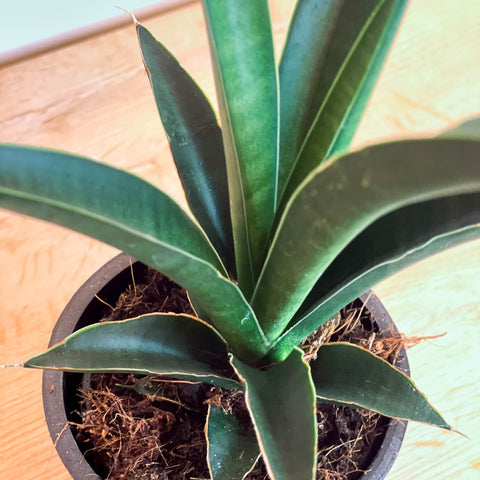 Snake Plant - Sansevieria - Sprouts of Bristol