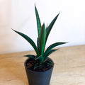 Snake Plant - Sansevieria - Sprouts of Bristol
