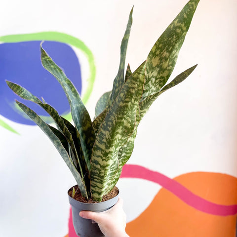 Snake Plant - Sansevieria aubrytiana 'Dragon' - Sprouts of Bristol