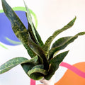 Snake Plant - Sansevieria aubrytiana 'Dragon' - Sprouts of Bristol