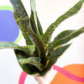 Snake Plant - Sansevieria aubrytiana 'Dragon' - Sprouts of Bristol