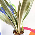 Snake Plant - Sansevieria aubrytiana ‘Metallica’ - Sprouts of Bristol