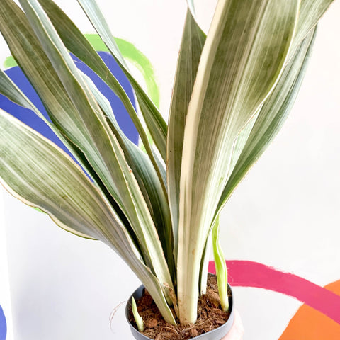 Snake Plant - Sansevieria aubrytiana ‘Metallica’ - Sprouts of Bristol