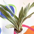 Snake Plant - Sansevieria aubrytiana ‘Metallica’ - Sprouts of Bristol