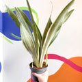 Snake Plant - Sansevieria aubrytiana ‘Metallica’ - Sprouts of Bristol