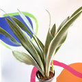 Snake Plant - Sansevieria aubrytiana ‘Metallica’ - Sprouts of Bristol