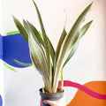 Snake Plant - Sansevieria aubrytiana ‘Metallica’ - Sprouts of Bristol