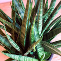 Snake Plant - Sansevieria 'Comet Kichaka' - Sprouts of Bristol