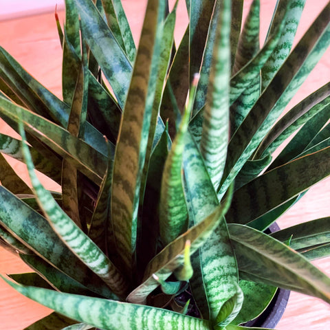 Snake Plant - Sansevieria 'Comet Kichaka' - Sprouts of Bristol