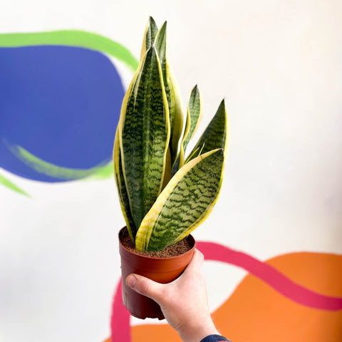Snake Plant - Sansevieria laurentii - Sprouts of Bristol