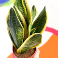 Snake Plant - Sansevieria laurentii - Sprouts of Bristol