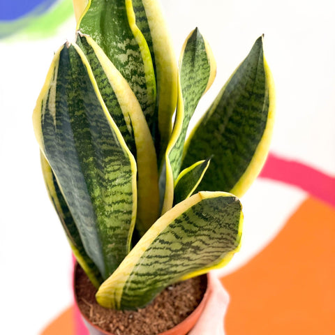 Snake Plant - Sansevieria laurentii - Sprouts of Bristol