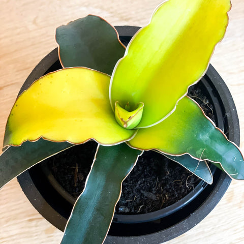 Snake Plant - Sansevieria 'Star Canary' - Sprouts of Bristol